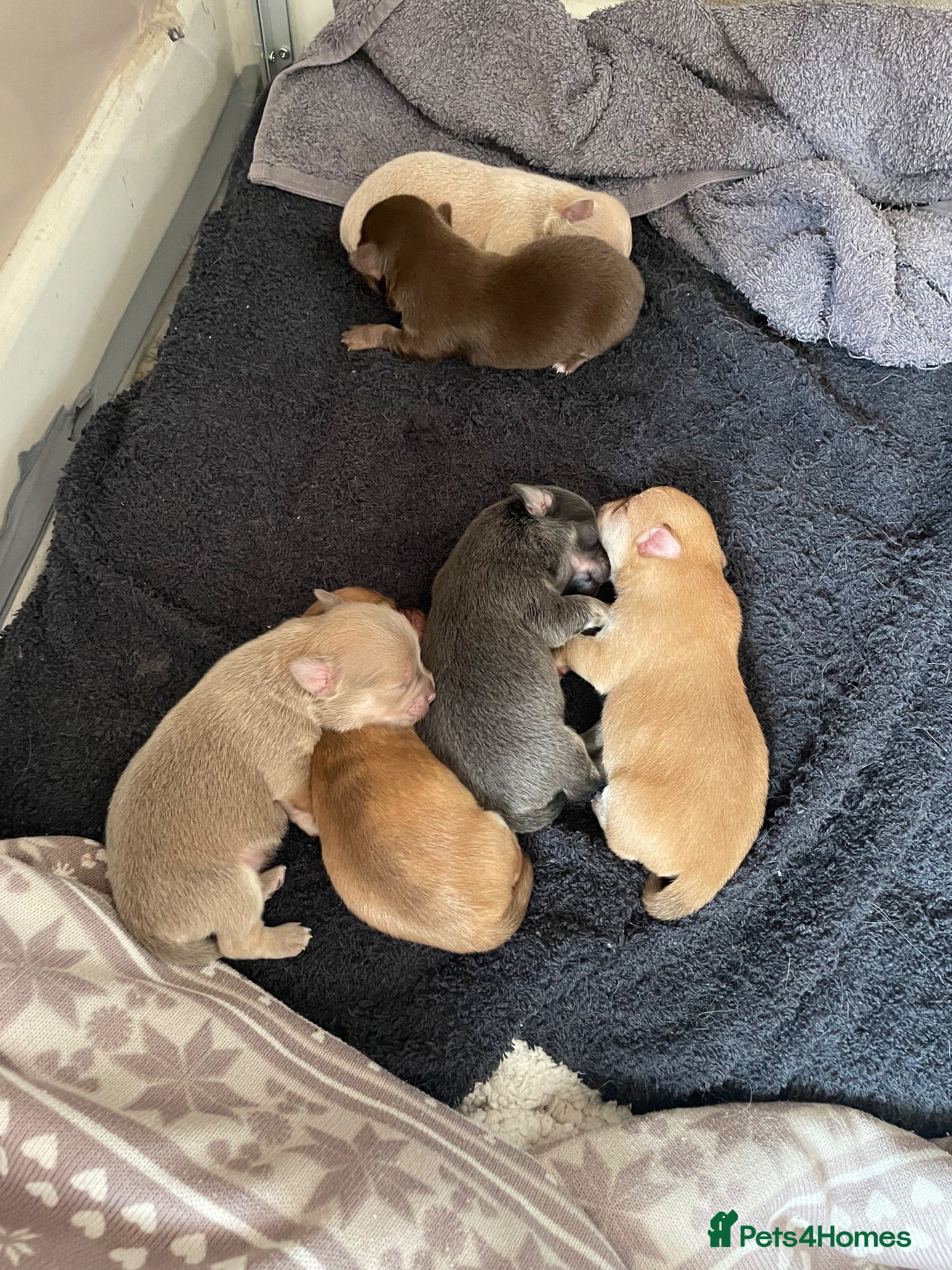 Chihuahua dogs Beautiful tiny chihuahua puppies  - Advert 1