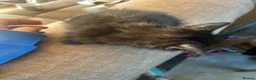 Mixed Breed cats for sale: Female kitten - Advert 3