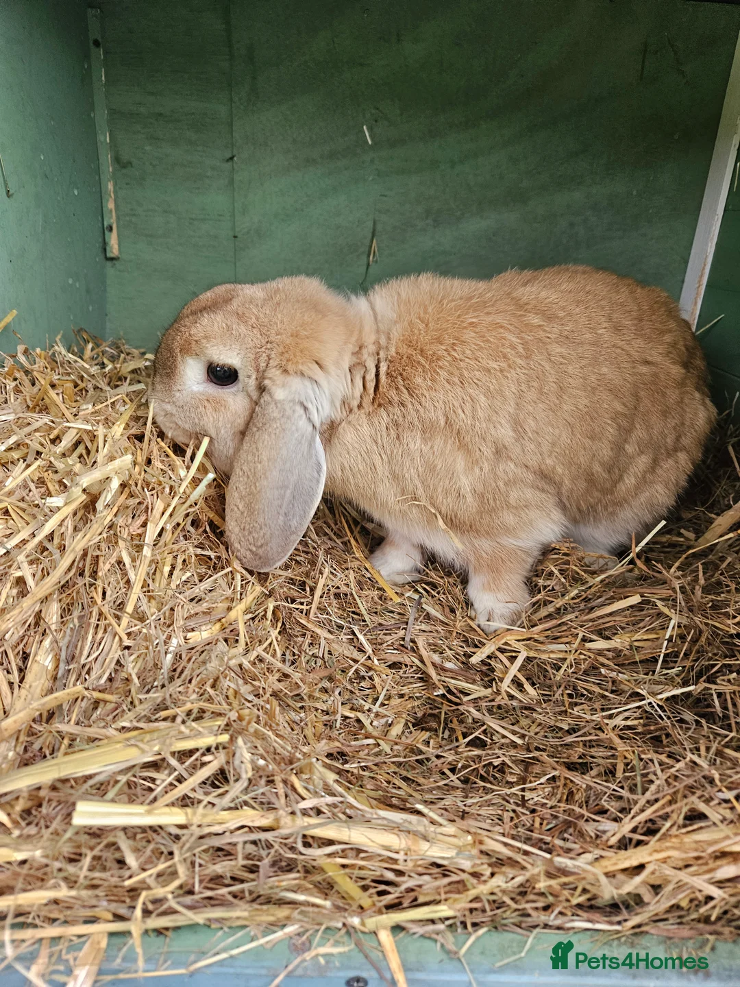 Mini Lop rabbits for sale: Lop boy - Advert 2