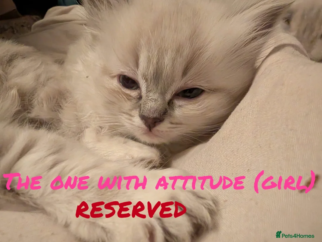 Ragdoll cats for sale: Ragdoll kittens in Perth - Advert 2