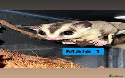 Sugar Glider rodents for sale: 7 sugar gliders for sale - Image 9