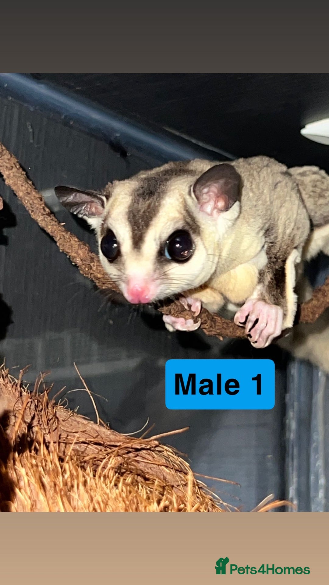 Sugar Glider rodents for sale: 7 sugar gliders for sale - Image 9