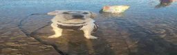 Labrador Retriever dogs for stud: 2 year old Labrador STUD  in Preston - Advert 4