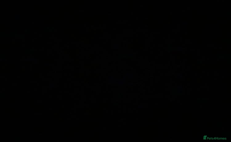 Rat rodents 3 adult rats  - Advert 1