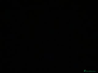 Rat rodents 3 adult rats - Advert 1