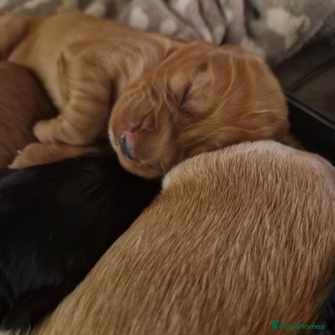 Cockapoo dogs for sale: 6 beautiful F2 cockapoos for sale!    - Advert 25