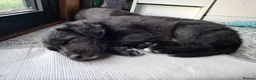 Lurcher dogs for sale: Greyhound x shepherd/collie  in Hungerford - Advert 21