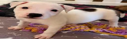 Staffordshire Bull Terrier dogs for sale: Staffordshire bull terrier puppies 🐾 - Advert 6