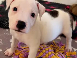 Staffordshire Bull Terrier dogs Staffordshire bull terrier puppies 🐾 - Advert 6