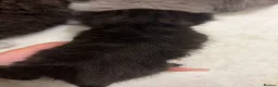 Mixed Breed cats for sale: litter of 5 british short hair mix domestic short  - Advert 8
