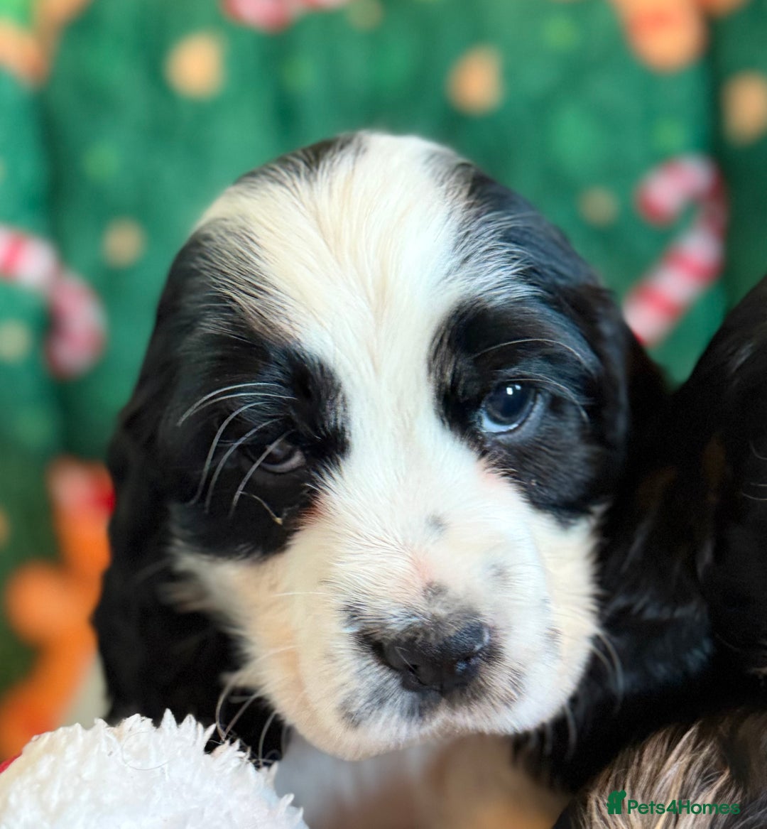 Cocker Spaniel dogs for sale: Stunning Blue Roan Pups Available - Advert 16
