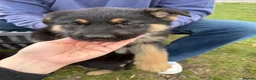 German Shepherd dogs for sale: Beautiful playful German shepherd pups in Rochford - Advert 12