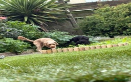 Cockapoo dogs for stud: Male Cockapoo  - Image 1