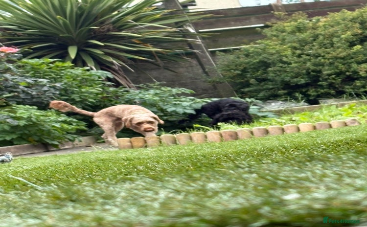 Cockapoo dogs - Advert 1
