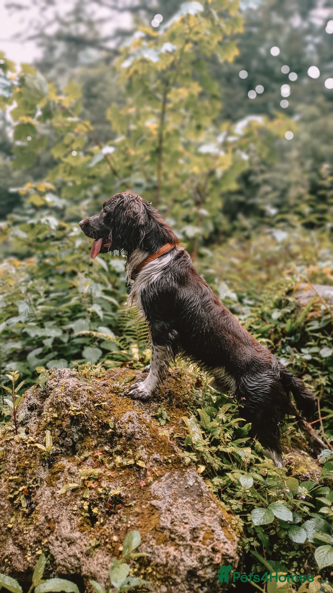 English Springer Spaniel dogs for stud: English Springer Spaniel Stud  in Derby - Advert 10