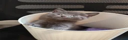 Mixed Breed cats for sale: Russian blue mix girl kittens  - Advert 10