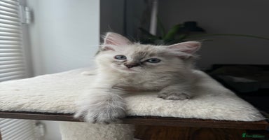 Ragdoll cats - Advert 9