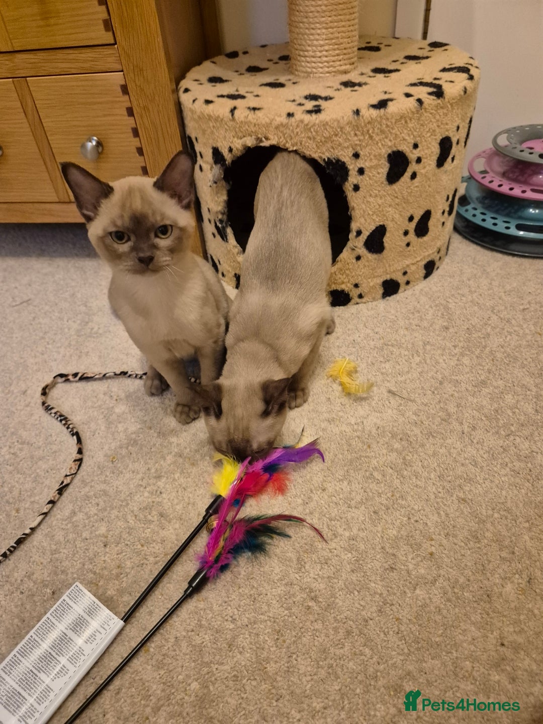 Burmese cats for sale: Pedigree Burmese Kittens - Advert 21