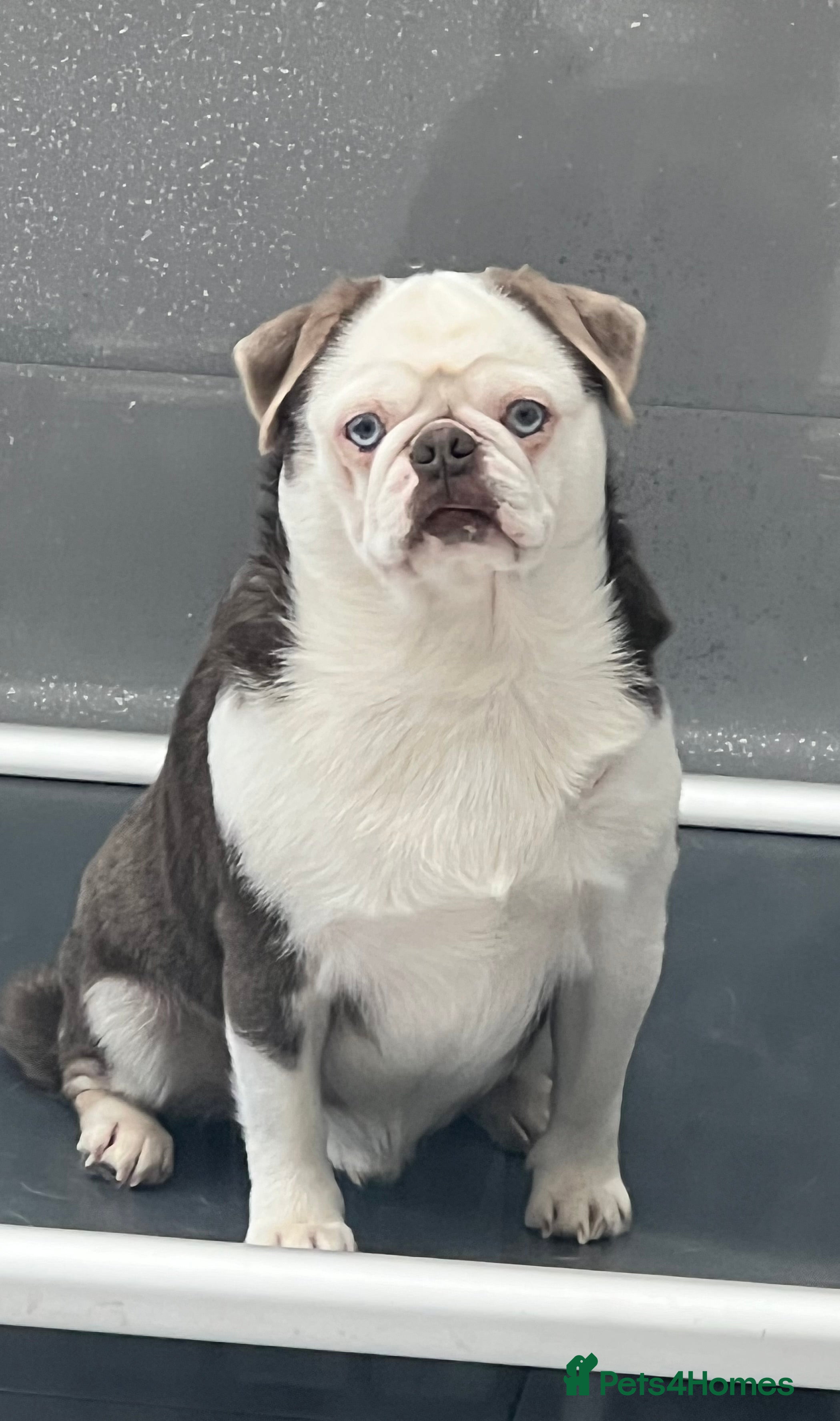 Pug dogs adult kc lilac tan panda boy with blue eyes  - Advert 10