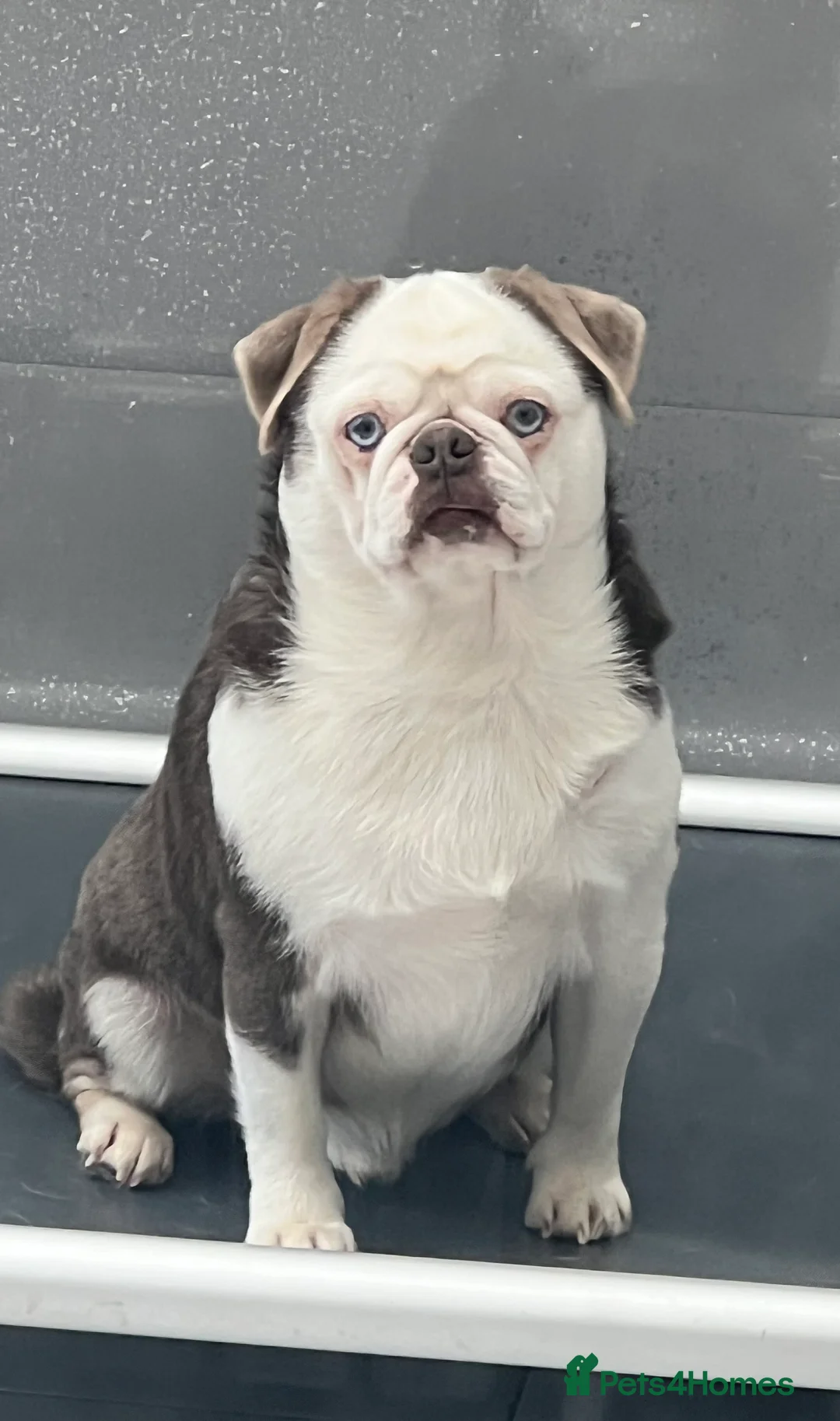 Pug dogs for sale: adult kc lilac tan panda boy with blue eyes  - Advert 1