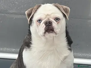 Pug dogs adult kc lilac tan panda boy with blue eyes - Advert 10