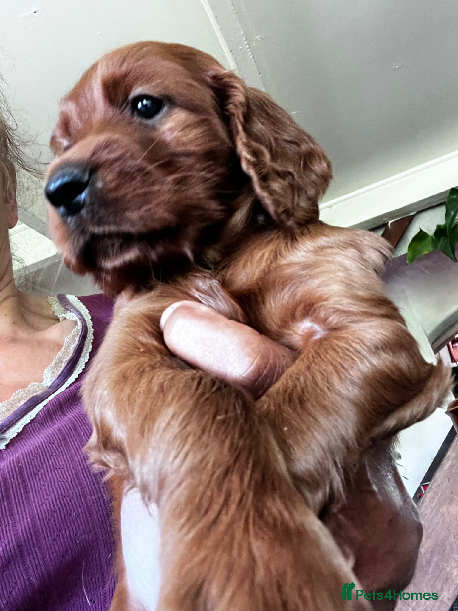 Irish Setter dogs Quality IRISH SETTER Puppies - Advert 2