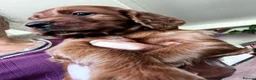 Irish Setter dogs for sale: Quality IRISH SETTER Puppies - Advert 4