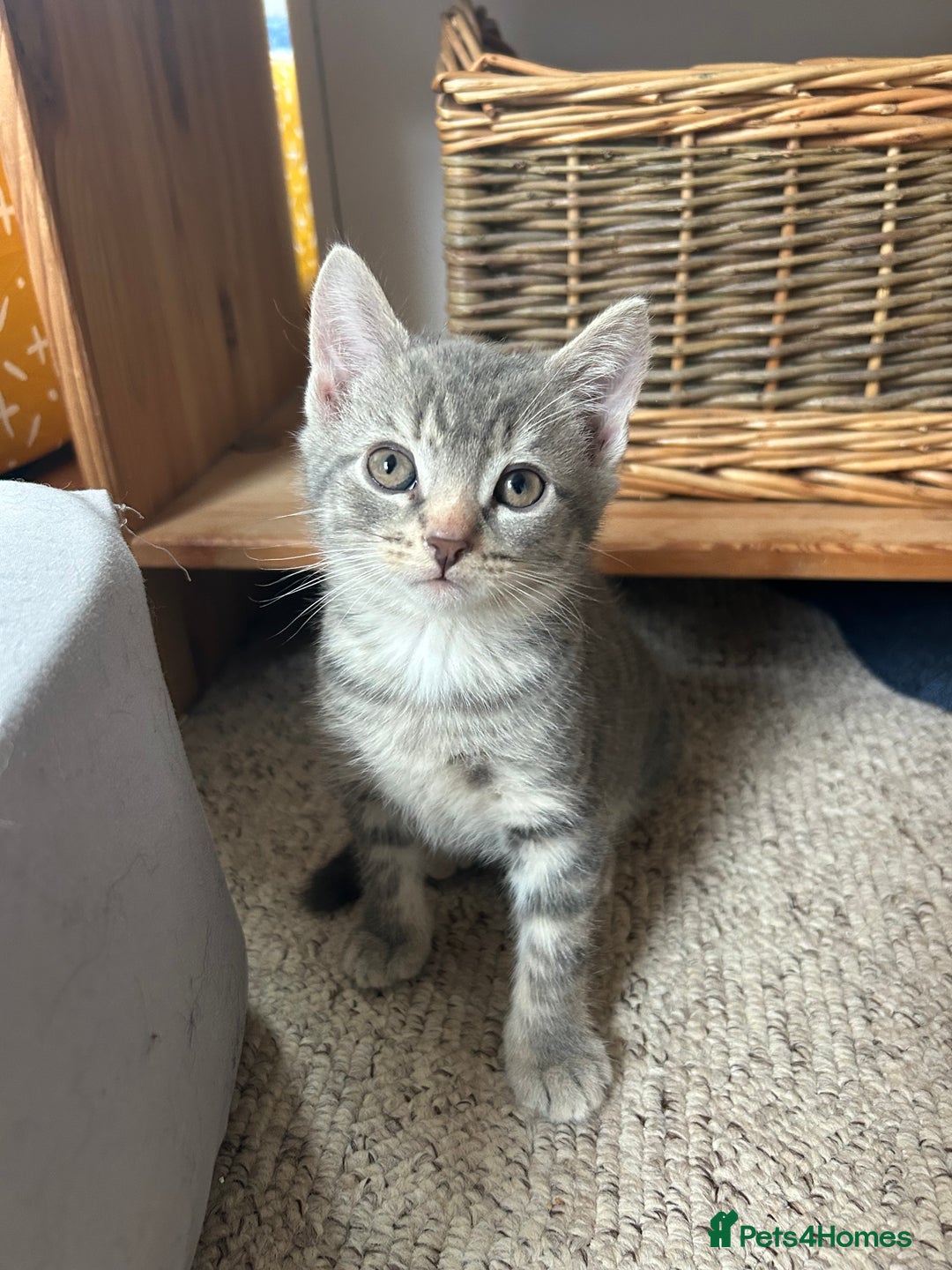 Mixed Breed cats for sale: 4 beautiful and very friendly kittens - Image 5