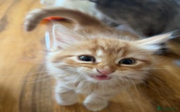 Mixed Breed cats for sale: 6 Beautiful long hair mixed kittens - ready 26/08 - Image 6