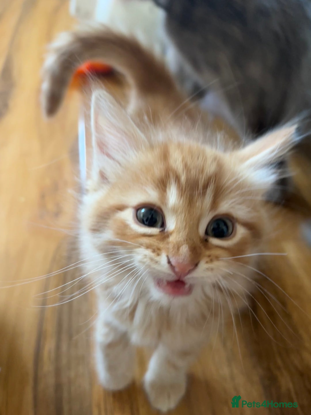 Mixed Breed cats for sale: 6 Beautiful long hair mixed kittens - ready 26/08 - Image 6
