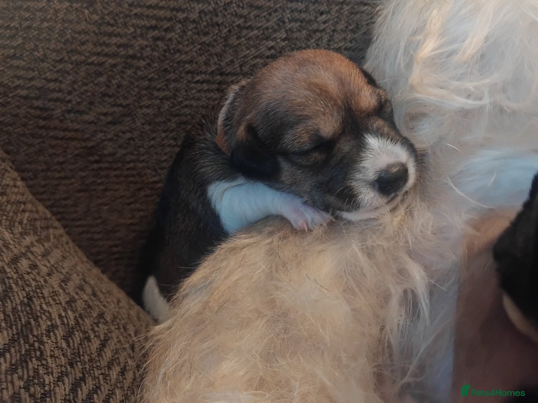 Mixed Breed dogs for sale: Stunning litter of 8 - Image 8