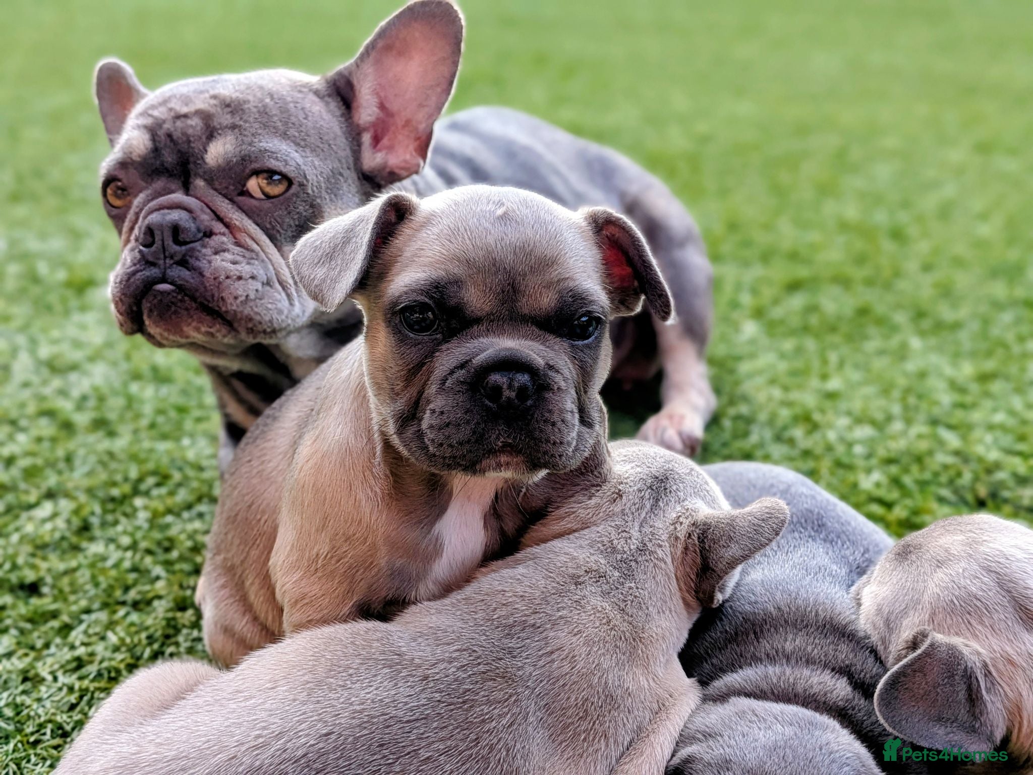 French Bulldog dogs French bulldog puppies Kennel Club registered  - Advert 2