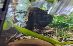 Plecos fish for sale: Pleco  - Image 1