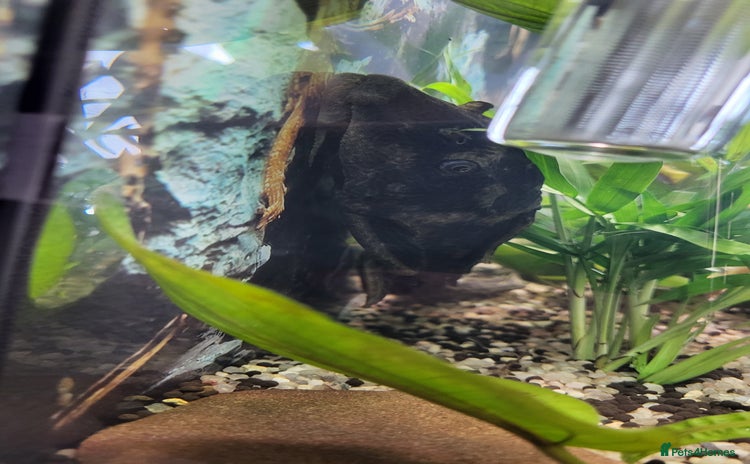 Plecos fish - Advert 1