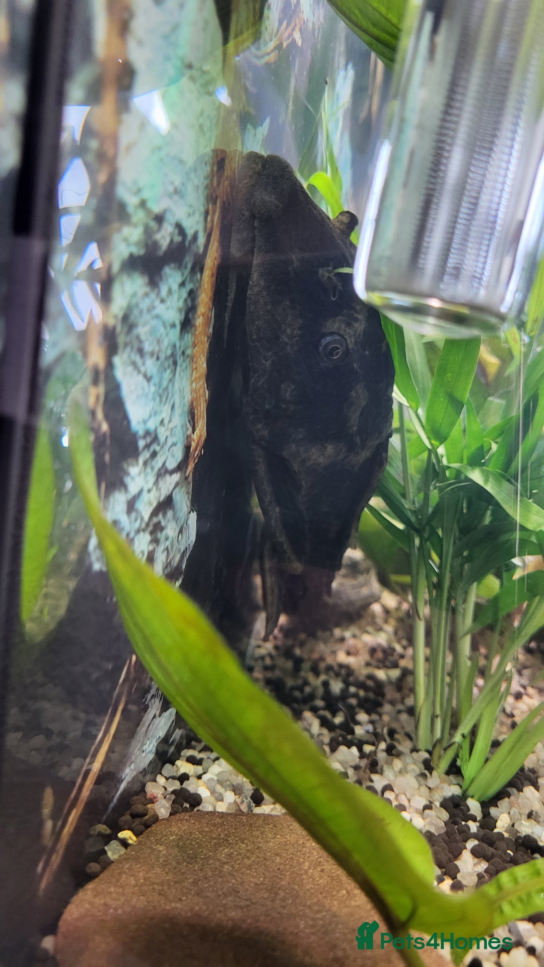 Plecos fish for sale: Pleco  - Image 1