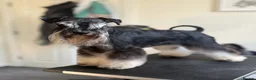 Miniature Schnauzer dogs for sale: MINIATURE SCHNAUZER PUPPIES RKC Registered in Ferryhill - Advert 2
