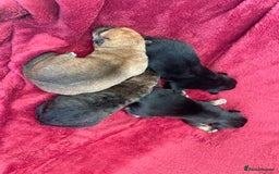 Mixed Breed dogs for sale: Malkita puppies 4 boys  - Image 8