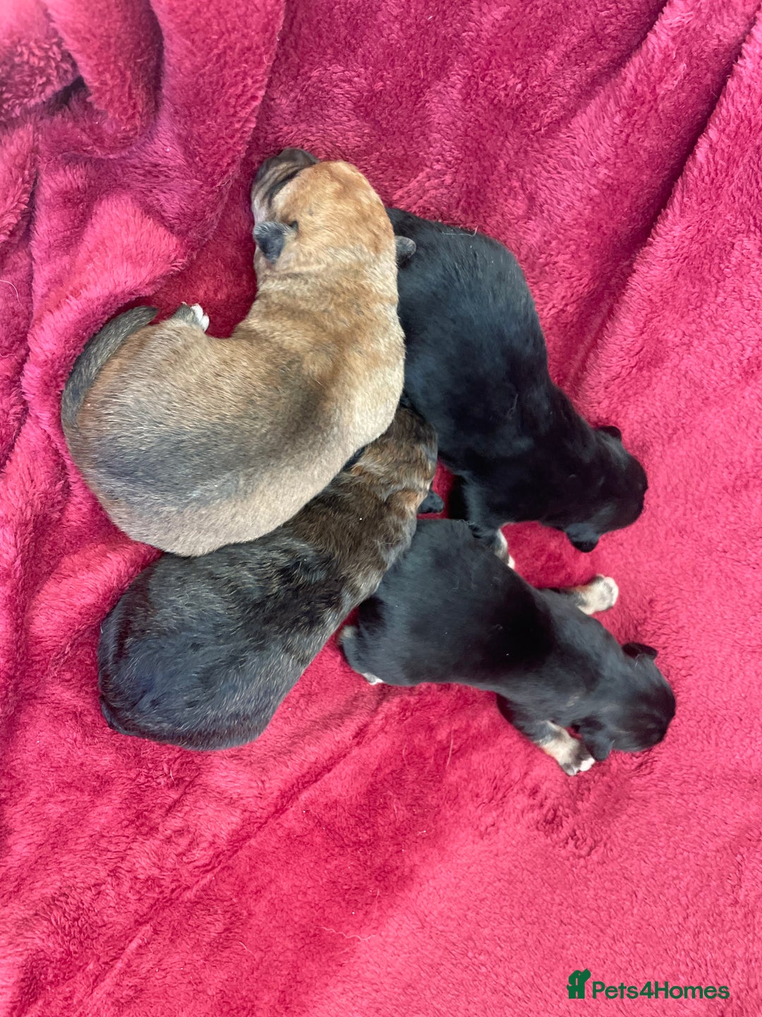 Mixed Breed dogs for sale: Malkita puppies 4 boys  - Image 8