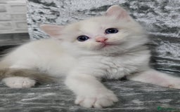 Ragdoll cats for sale: STUNNING RAGDOLL MALE KITTENS - Image 2