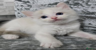 Ragdoll cats - Advert 7