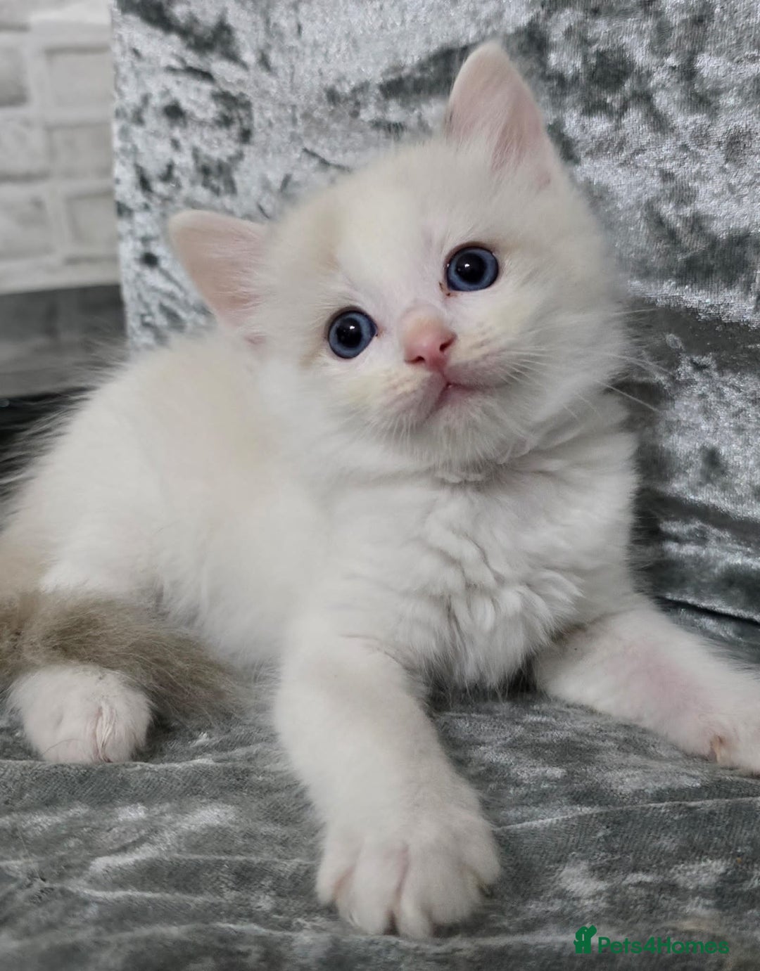 Ragdoll cats for sale: STUNNING RAGDOLL MALE KITTENS - Image 2