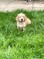 Cocker Spaniel dogs - Advert 5
