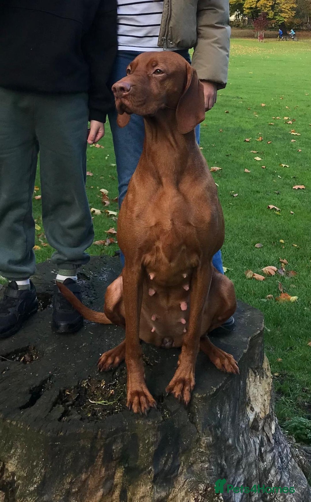 Hungarian Vizsla dogs for sale: Hungarian Vizsla puppies  - Advert 12