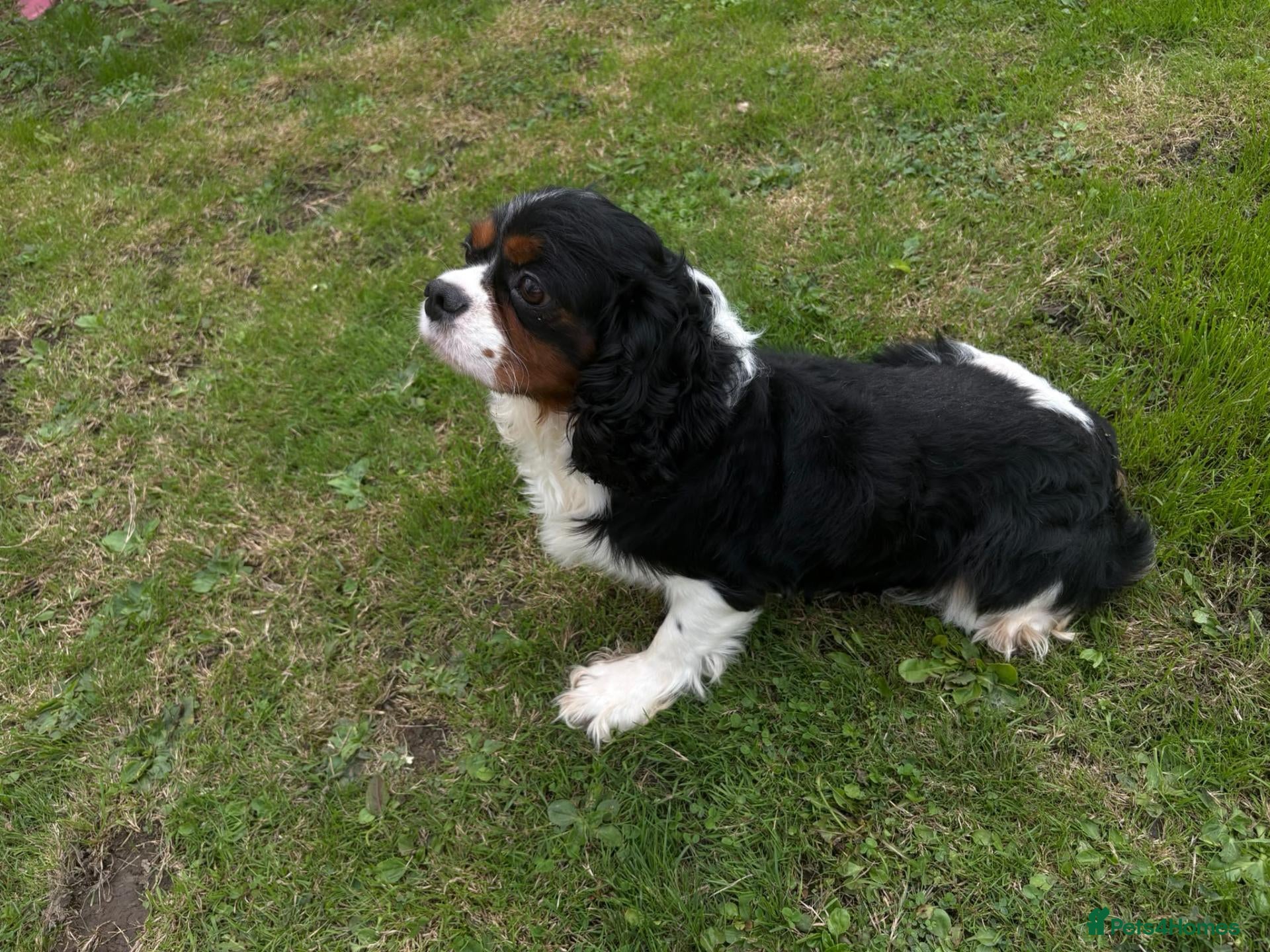 Cavalier King Charles Spaniel dogs Cavalier king Charles for stud proven  - Advert 1