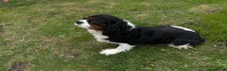 Cavalier King Charles Spaniel dogs for stud: Cavalier king Charles for stud proven  - Advert 1