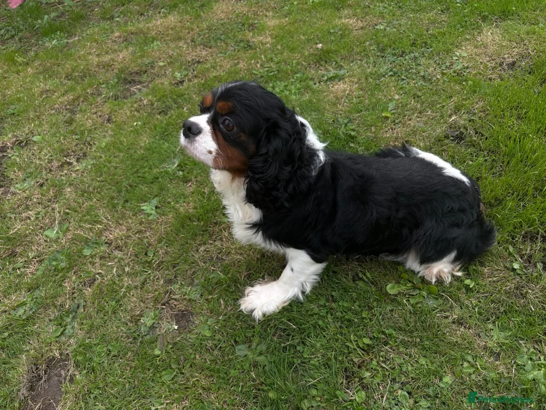 Cavalier King Charles Spaniel dogs for stud: Cavalier king Charles for stud proven  - Advert 1