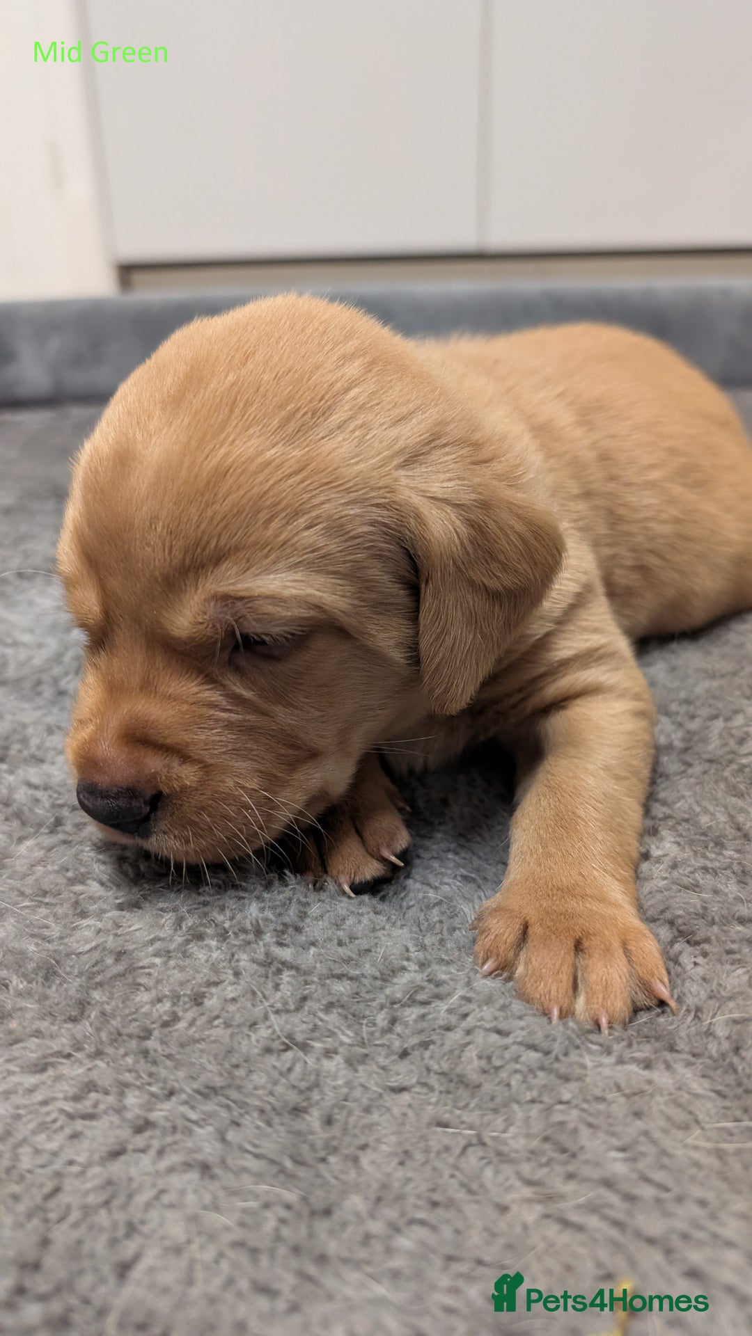 Labrador Retriever dogs for sale: Gorgeous Yellow Labrador Puppies - Image 26