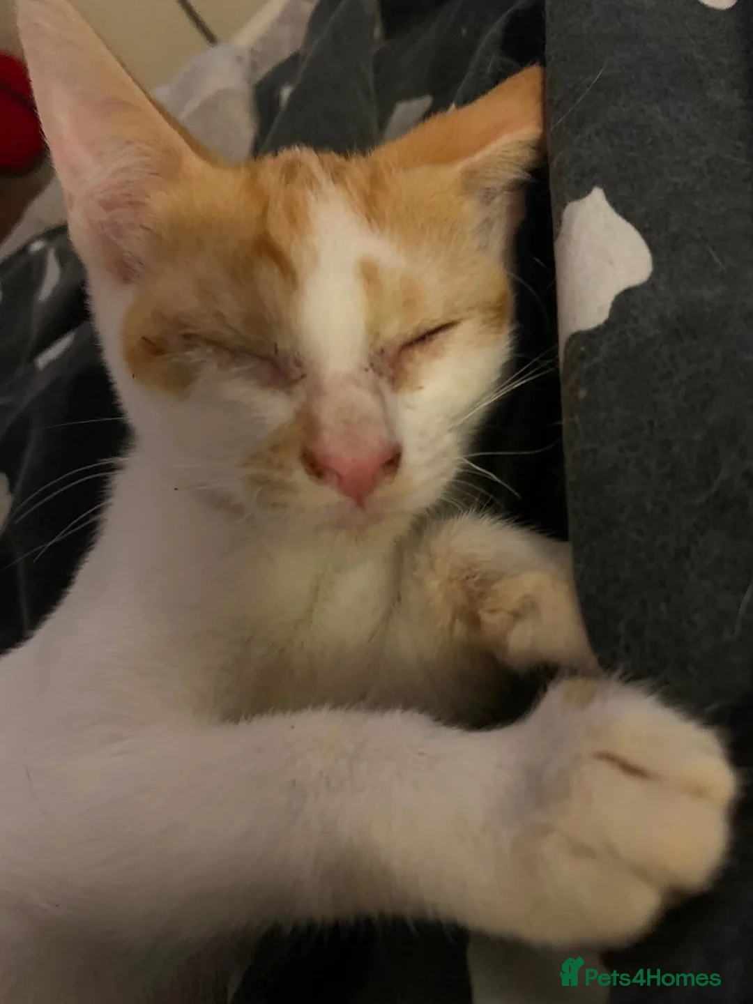 Mixed Breed cats for sale: Ragdoll Shpynx kittens - Advert 2