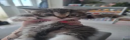 Domestic Shorthair cats for sale: Kittens - Advert 3