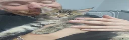 Maine Coon cats for sale: 4 Beautiful Full Maine Coon Kittens Ginger Girl - Advert 29